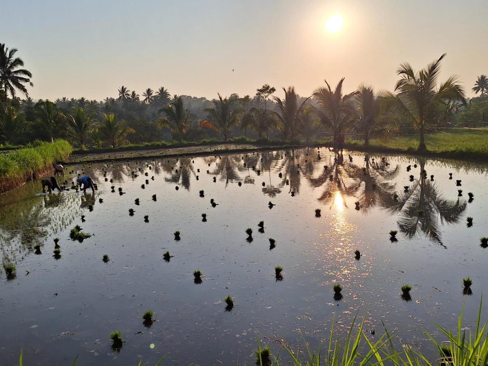 Bunga Maliq Bungalow Lombok Tetebatu Ruang foto