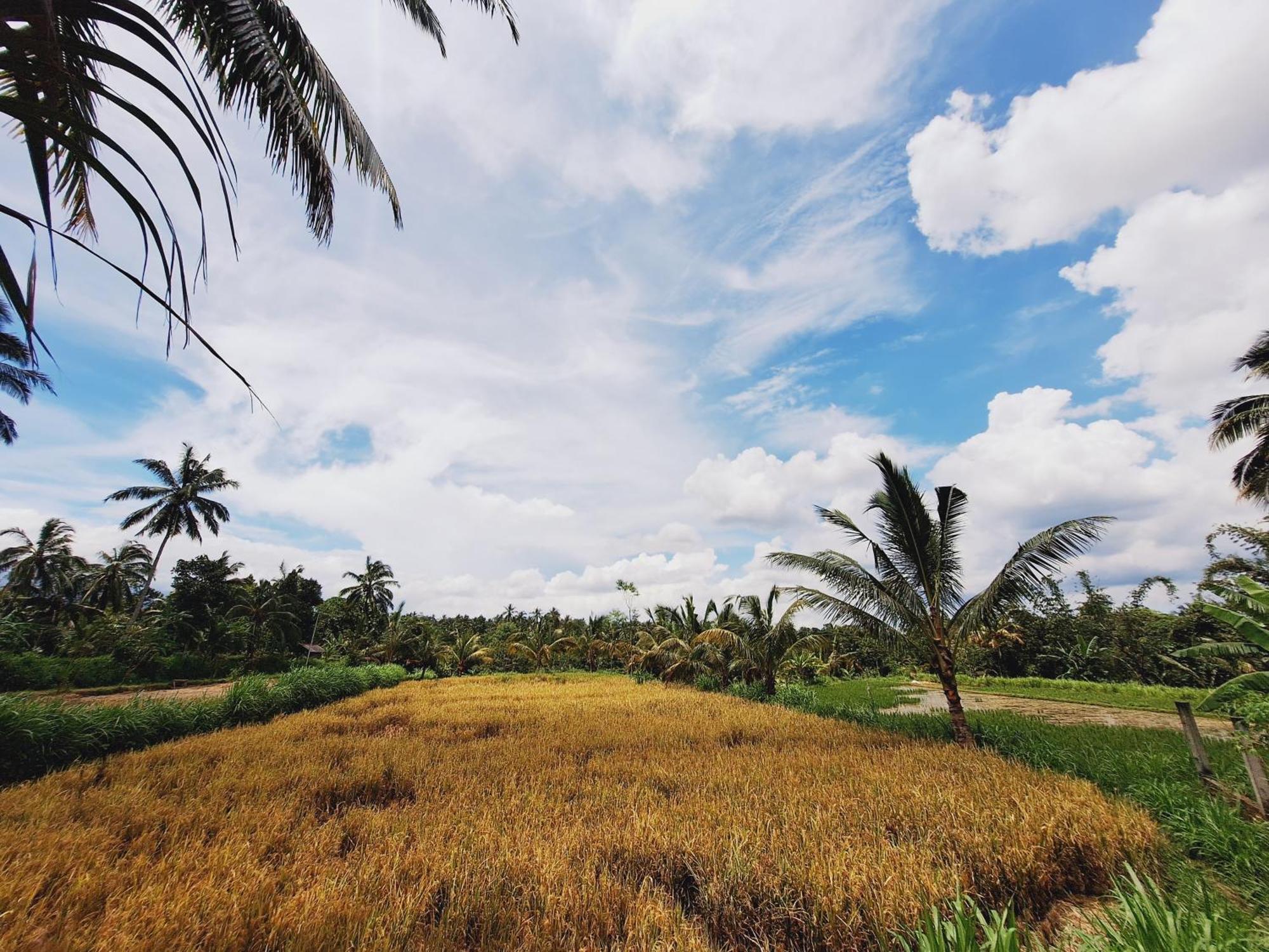 Bunga Maliq Bungalow Lombok Tetebatu Bagian luar foto